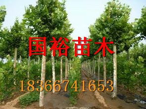 河北沧州13公分带冒法桐价格法桐扦插条培育技术